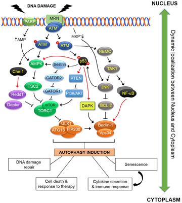 Frontiers DNA Damage Response And Autophagy A Meaningful Partnership